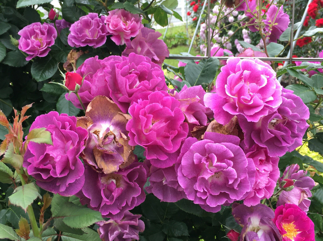 Yamaguchi Ube Airport Rose Garden景点图片