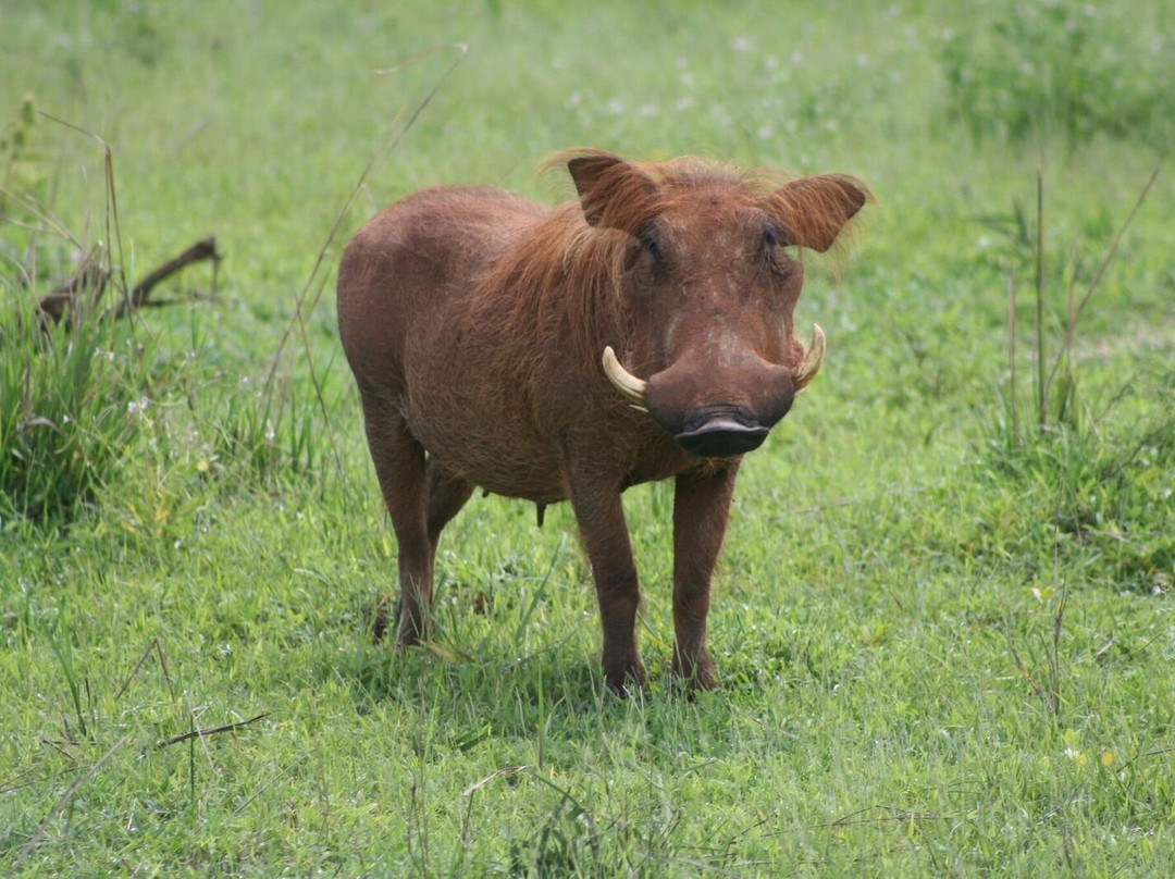 Muky Tours and Safaris-Mukono必去景点