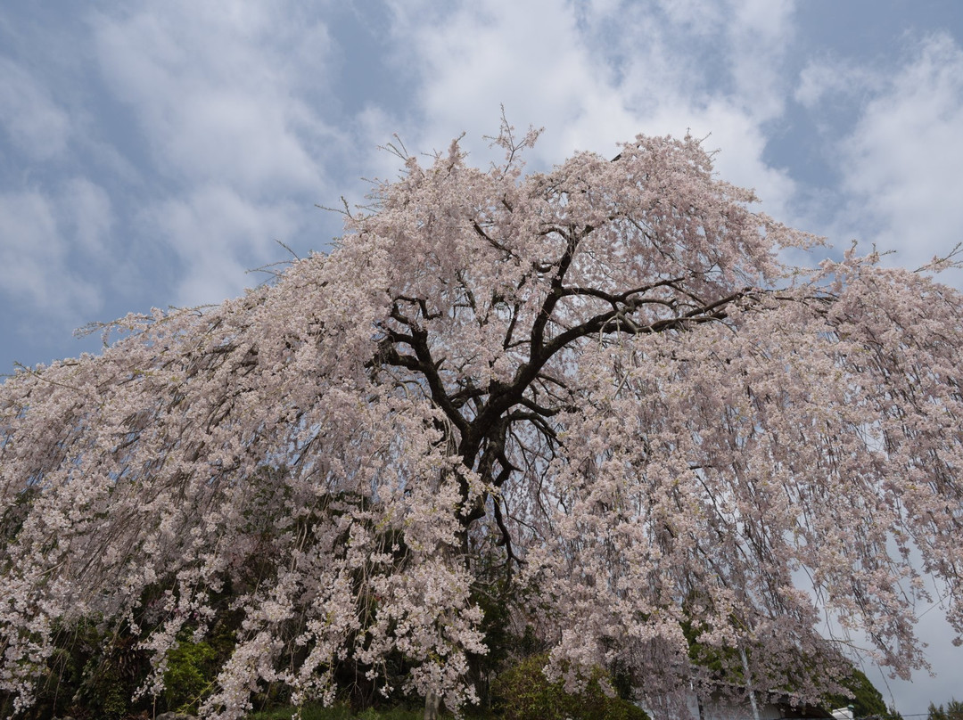 Oishike's Weeping Cherry Blossoms-仁淀川町必去景点