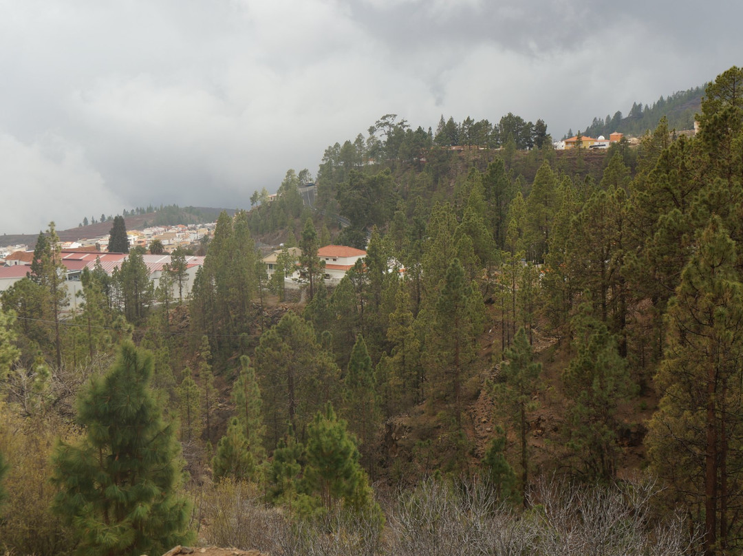 El Pino Gordo
