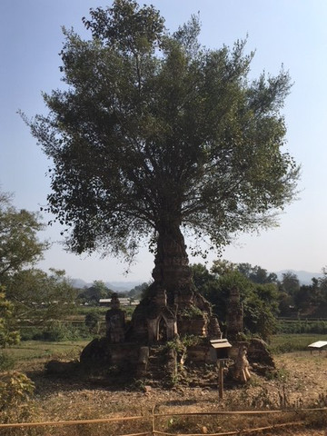 Trek Myanmar Tours-西保必去景点