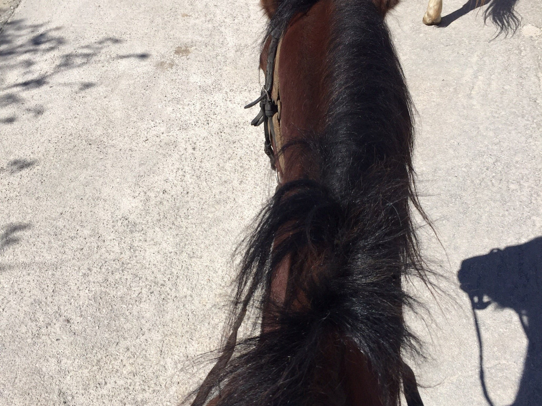Horse riding on Aegina景点图片