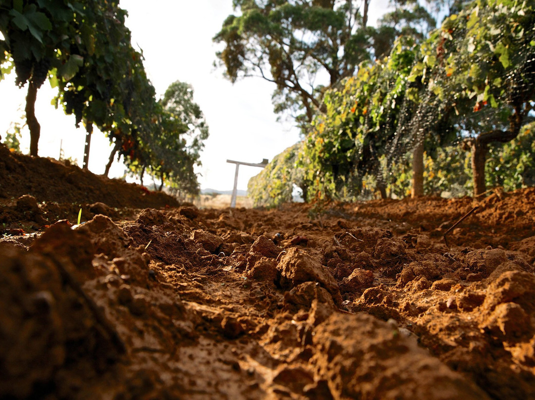 Pennyweight Winery-比奇沃思必去景点