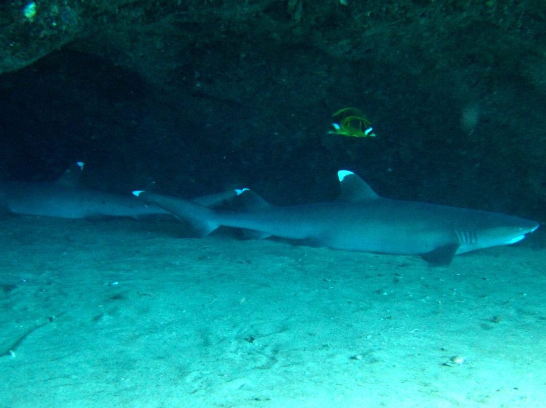 Five Star Scuba Wailea-基黑必去景点