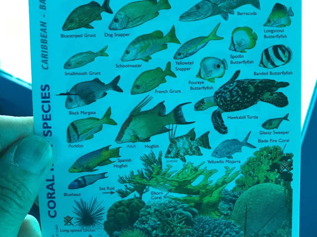 Yellow Submarine Tours-居斯塔维亚必去景点