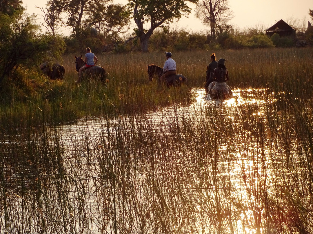 Okavango Horse Safaris