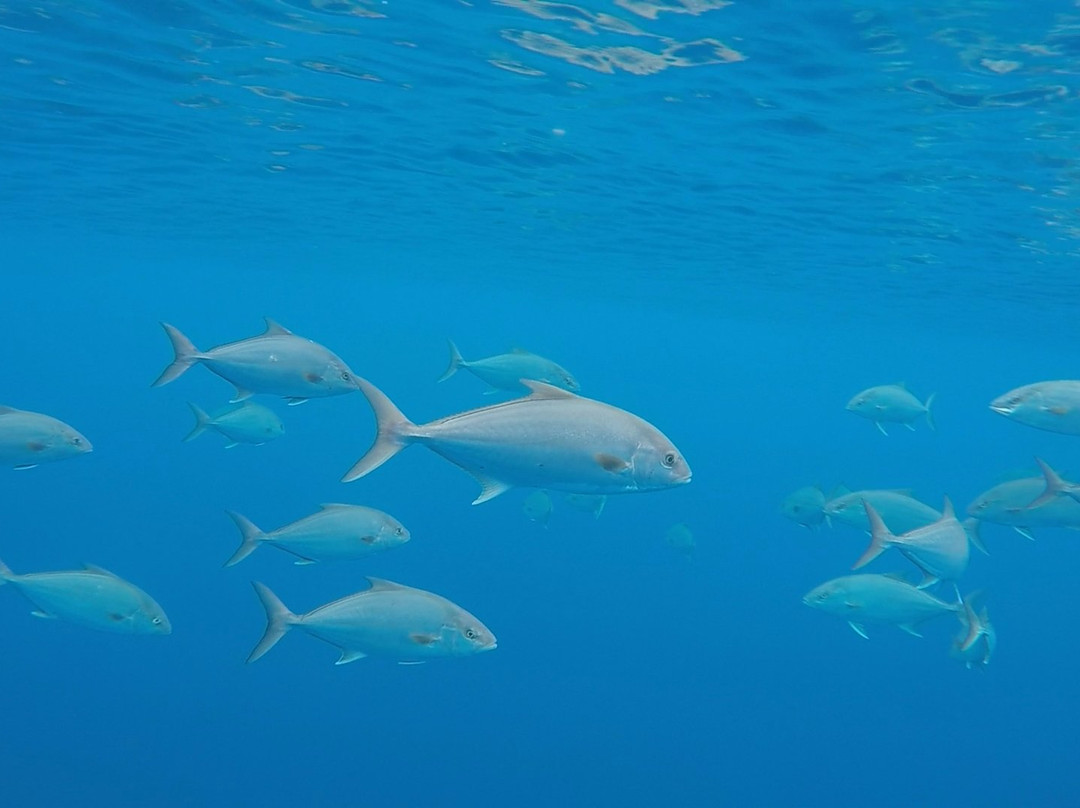 Flores Dive Center-Faja Grande必去景点
