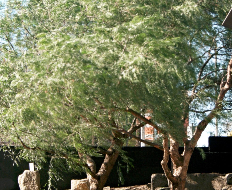 Tianjin Gardens-墨尔本必去景点