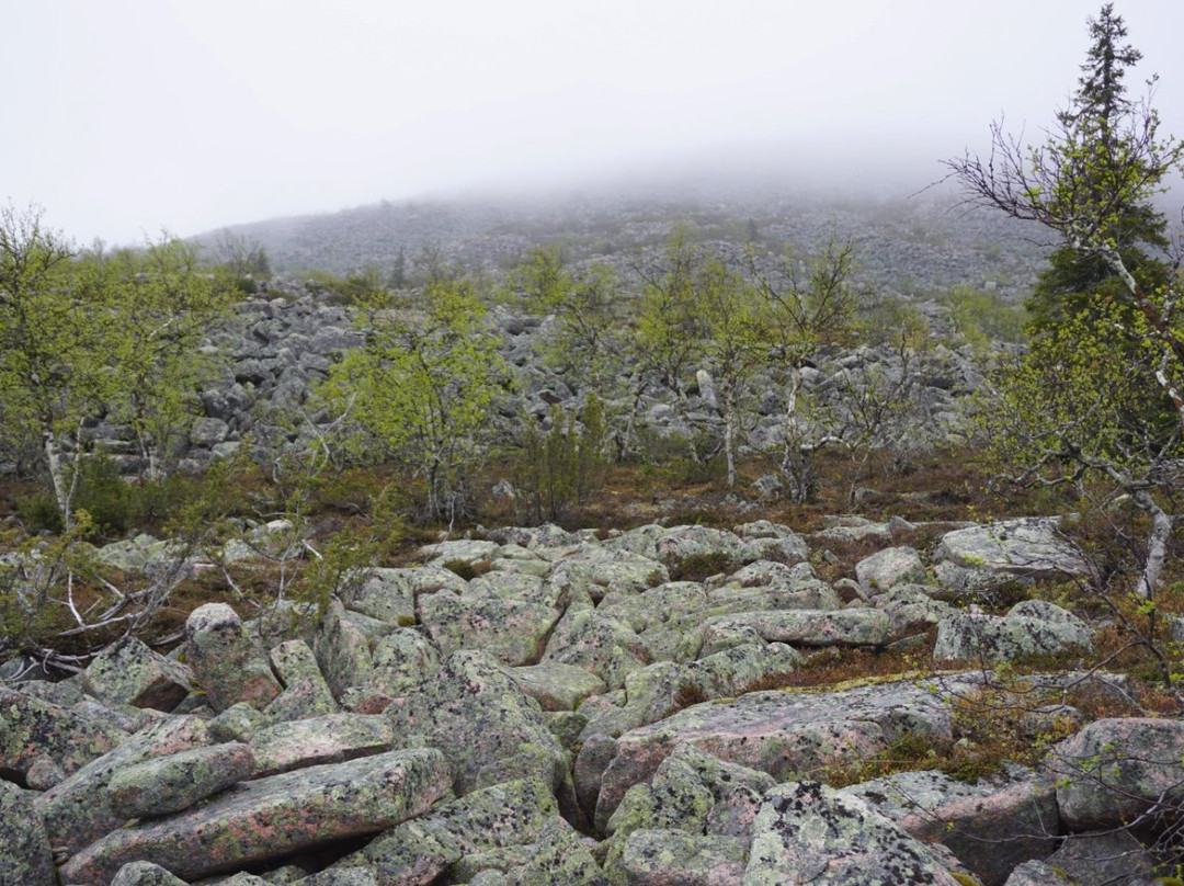 Sompio Strict Nature Reserve-Sodankyla必去景点