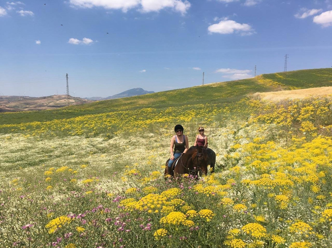 Horse Riding at Pippa's Paddock