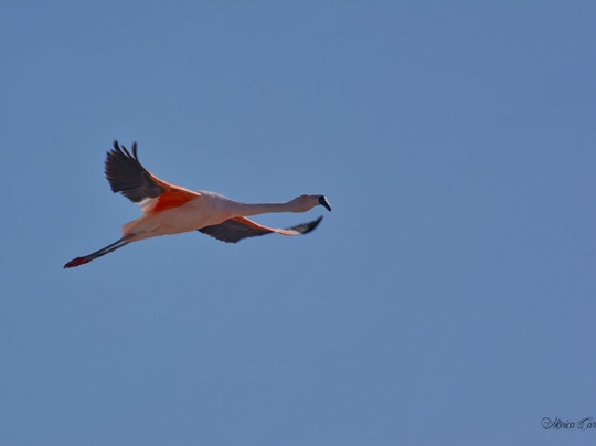 VisitChile CL-巴拉斯港必去景点