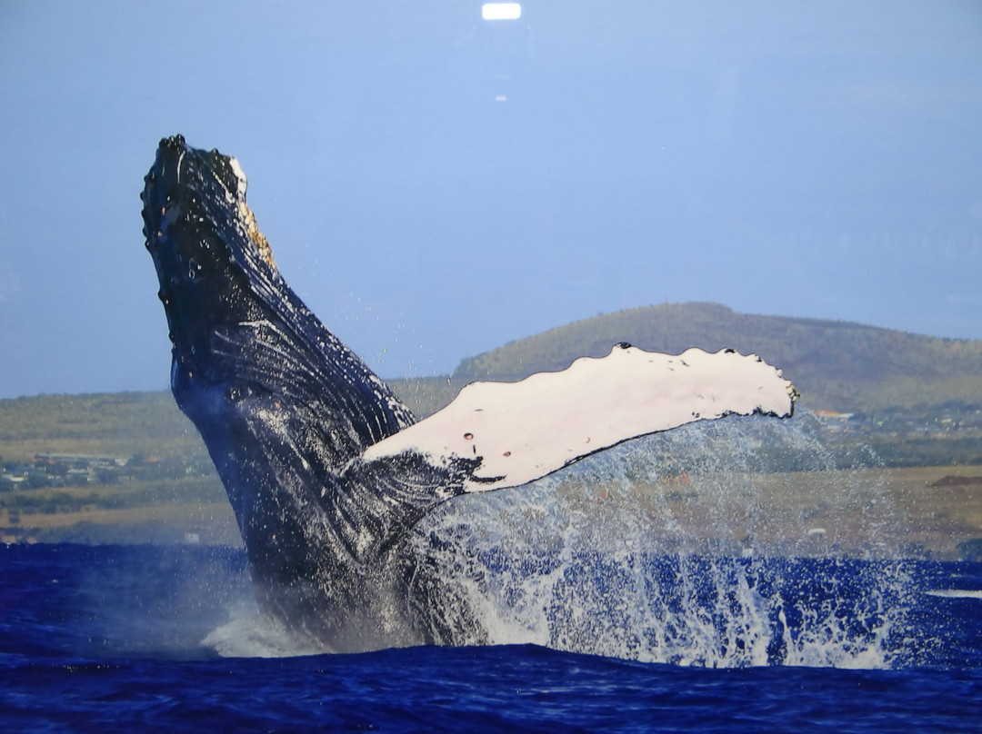 Maui On Metal-拉海纳必去景点