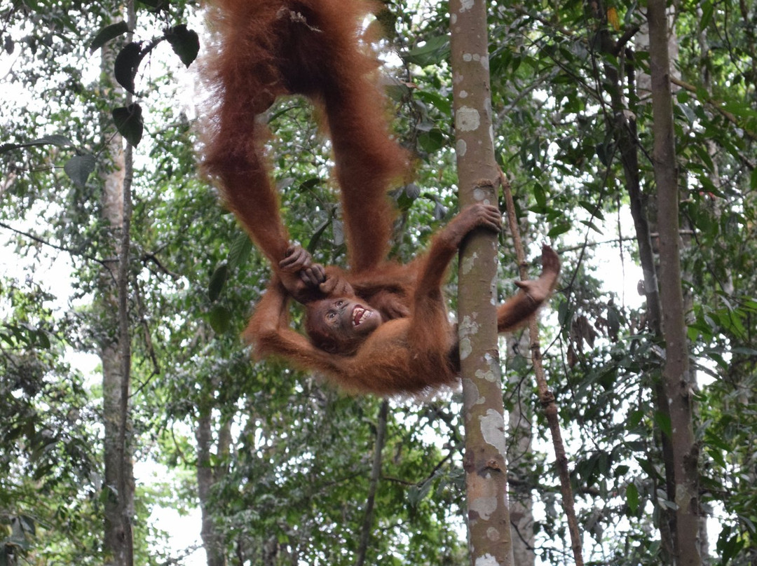 Bukit Lawang Jungle Tour-武吉拉旺必去景点
