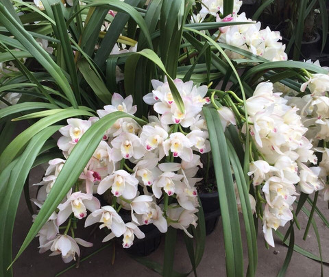 岭南花卉市场-广州市必去景点