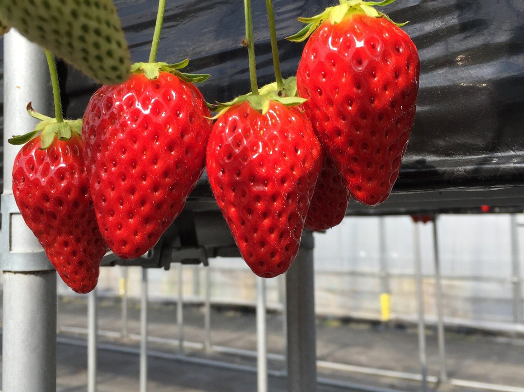 Kafuka Strawberry Farm-甲贺市必去景点