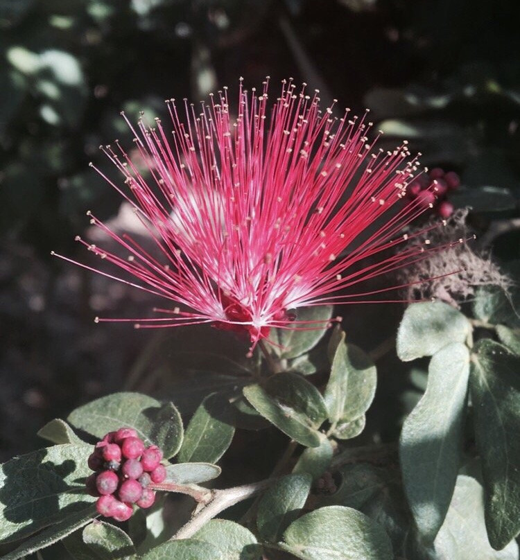 Sanibel Moorings Botanical Garden Tours景点图片