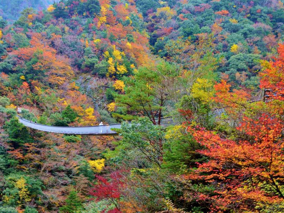 Supension Bridge, Umenoki Todoroki Park-八代市必去景点