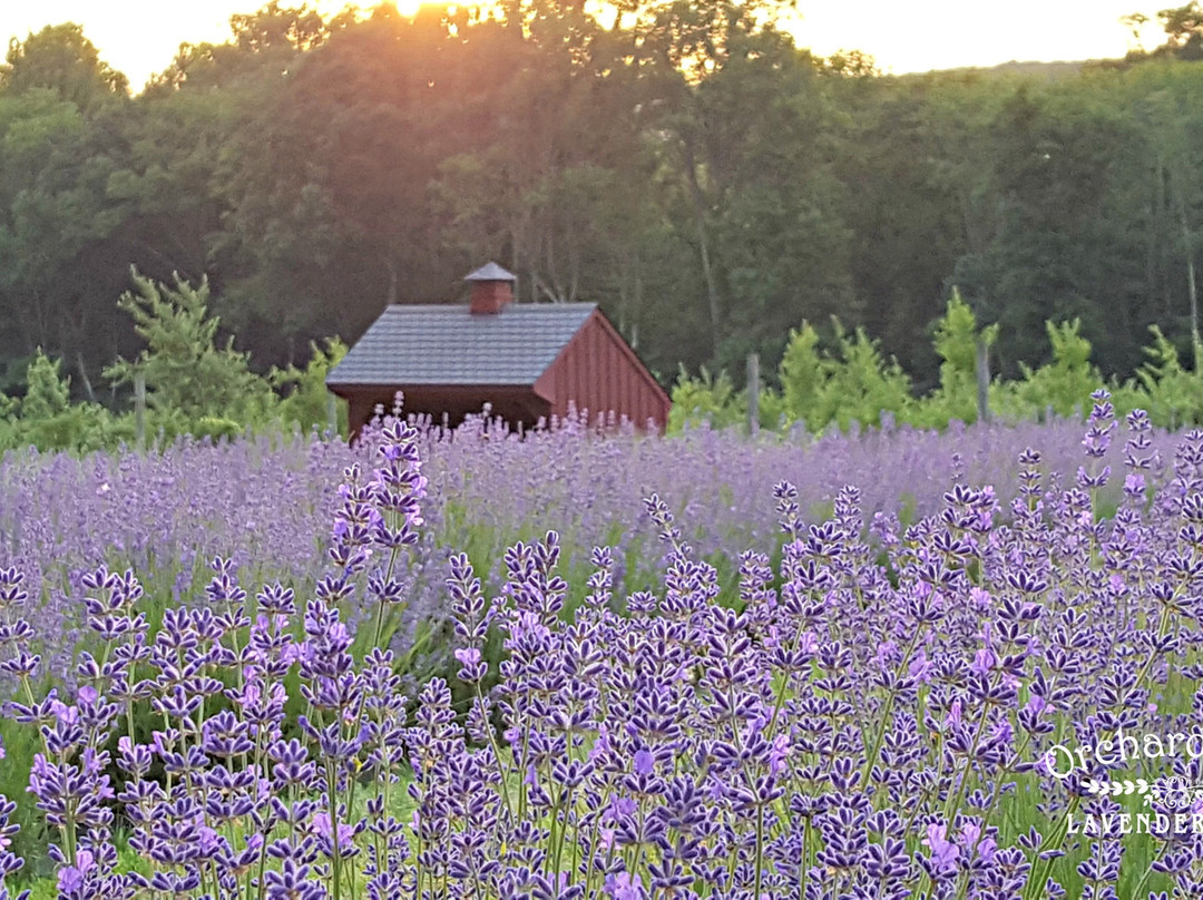 Orchard View Lavender Farm景点图片