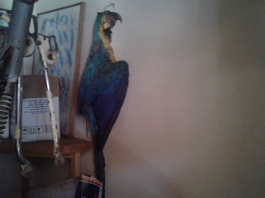 Museu de Historia Natural de Cravinhos-Cravinhos必去景点