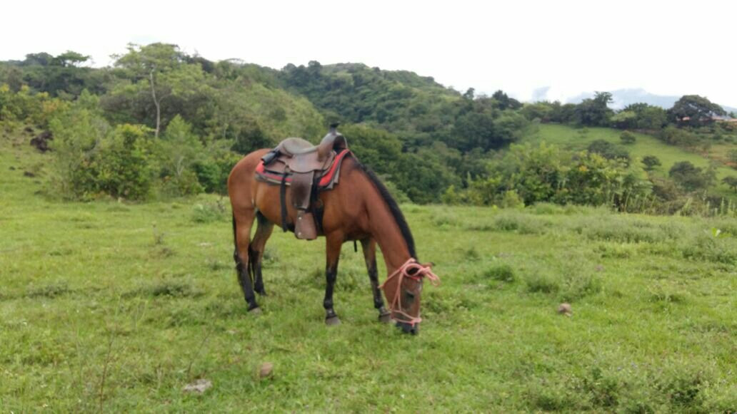 Franklin's Horseback Riding景点图片