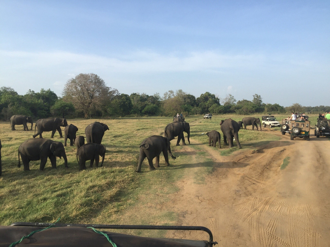 Sarath Safari Sigiriya-锡吉里亚必去景点