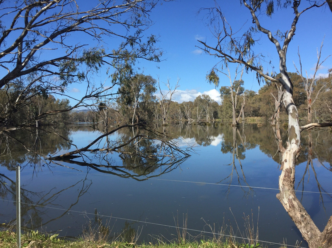 Yindyamarra Sculpture Walk-奥尔伯里必去景点