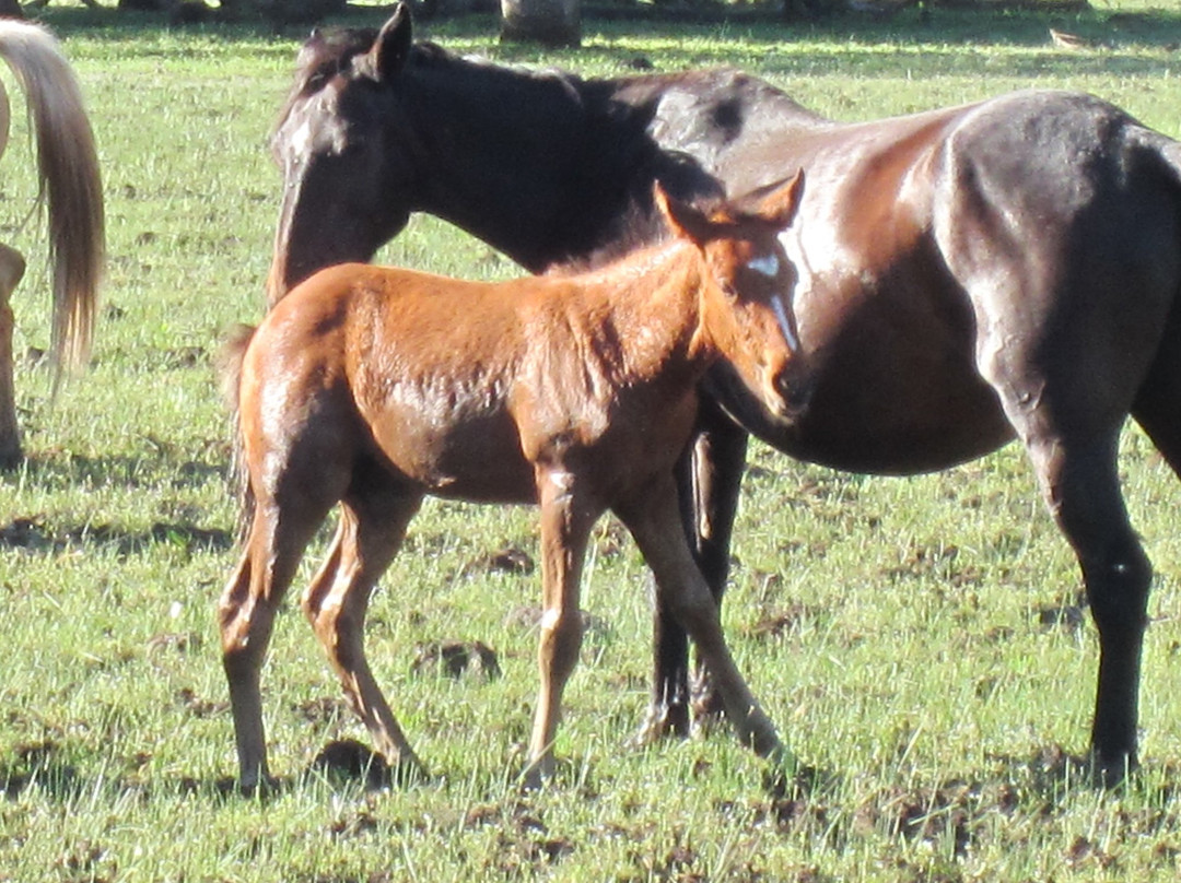Wild Horse Sanctuary景点图片