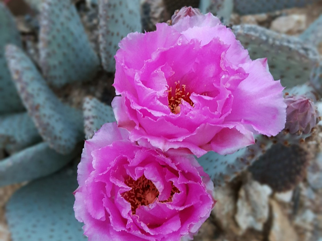 Ghost Mountain-波瑞戈泉必去景点