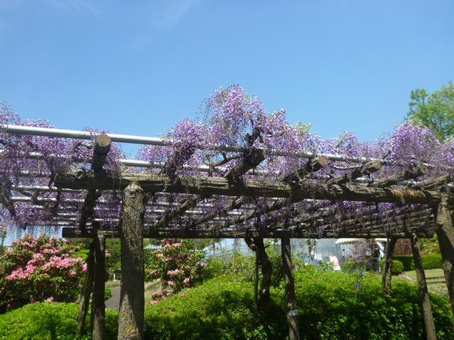 Machida City Minken no Mori Park-町田市必去景点