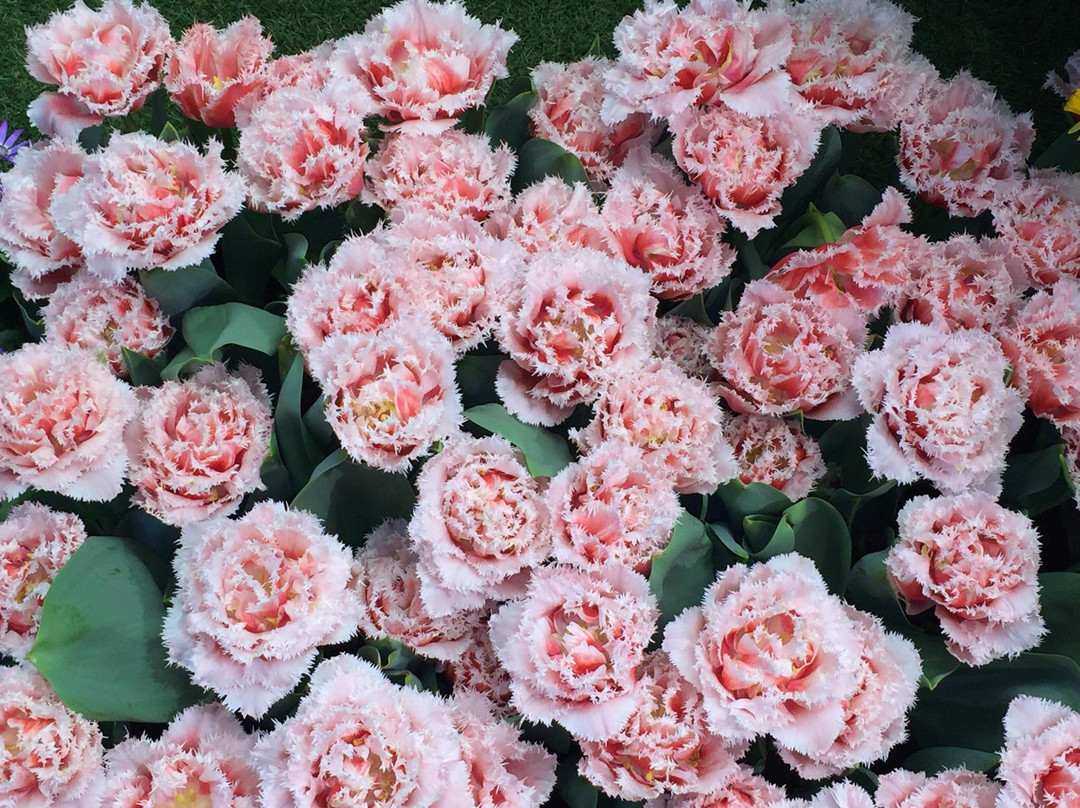 DEZ Einkaufszentrum-卡塞尔行政区必去景点