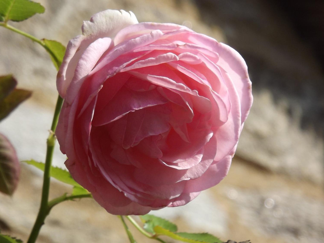 Hotel Auberge De Kerhinet主图