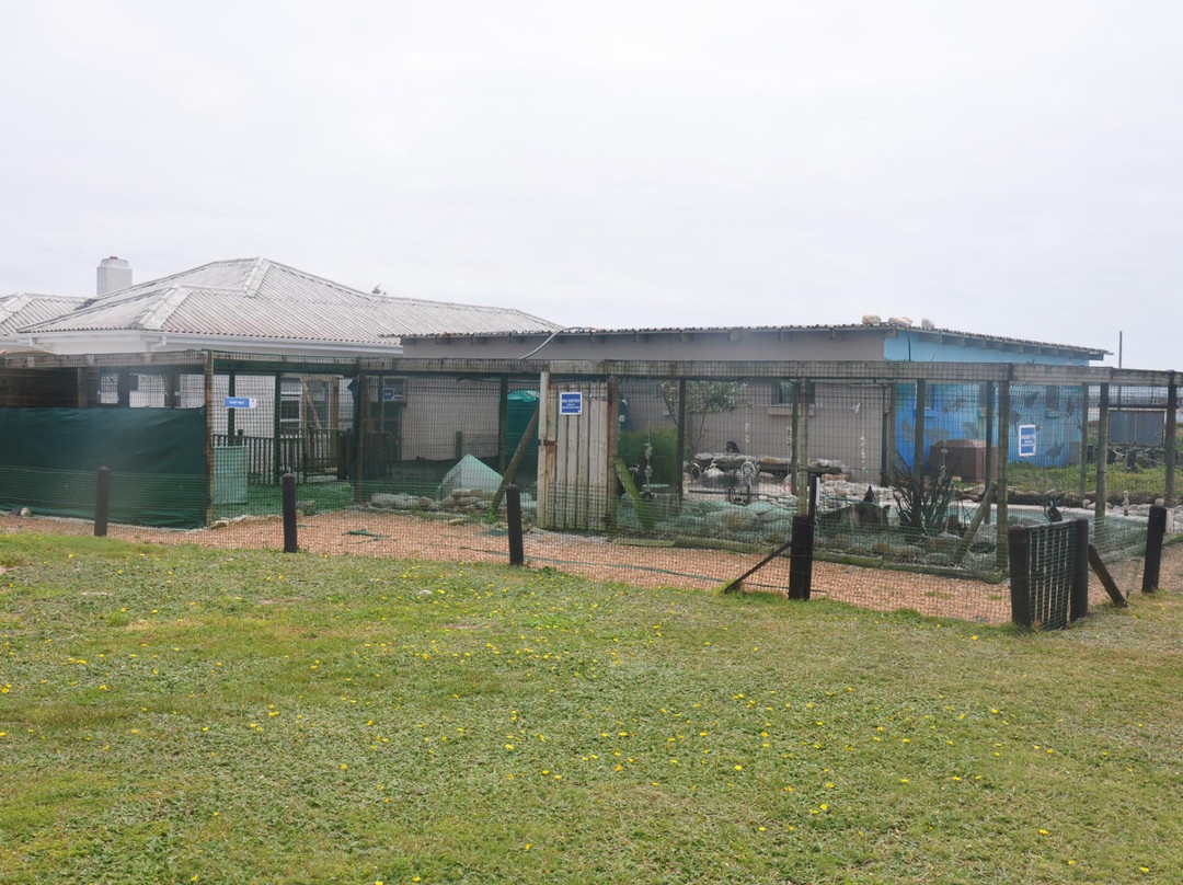 Sanccob Eastern Cape - Penguin Rehabilitation Center-Cape St Francis必去景点