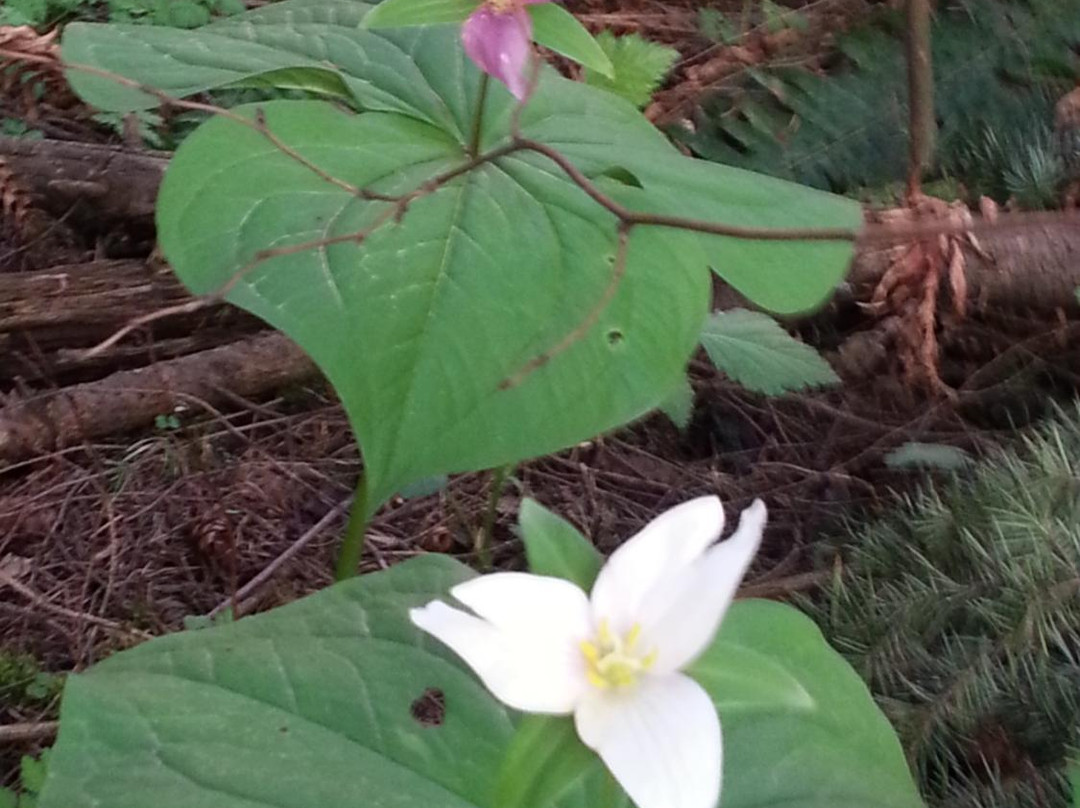 Hyland Forest Park-比弗顿必去景点