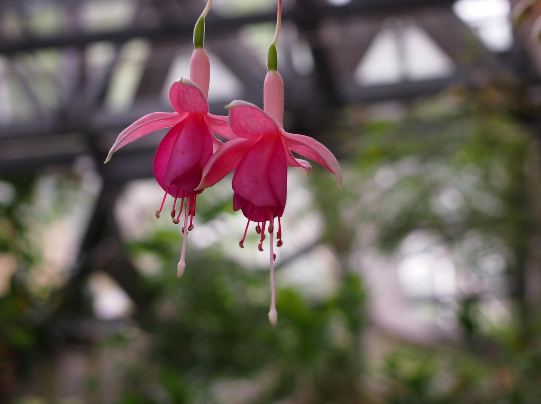 Osaka Prefecture Flower Garden-河内长野市必去景点