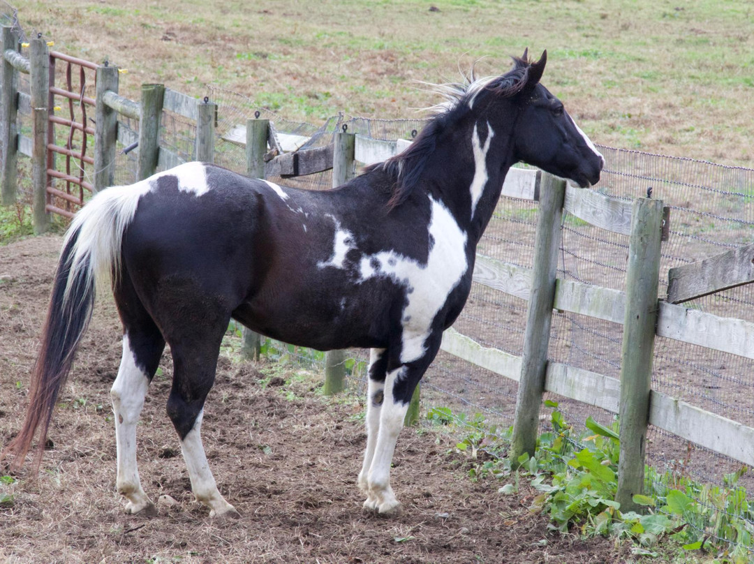 Painted Horse Ranch-埃尔克顿必去景点