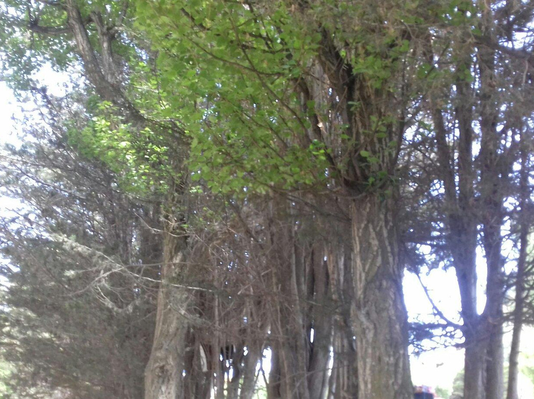 Archaeological Museum-奥鲁罗必去景点