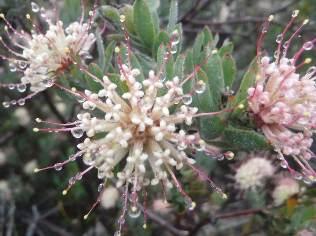 Oorlogskloof Nature Reserve-Nieuwoudtville必去景点