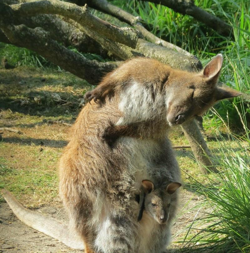 Parc animalier Rene CANIVENC (Le Moulineau)景点图片