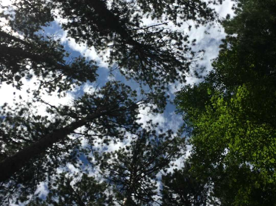 Chippewa National Forest-Cass Lake必去景点