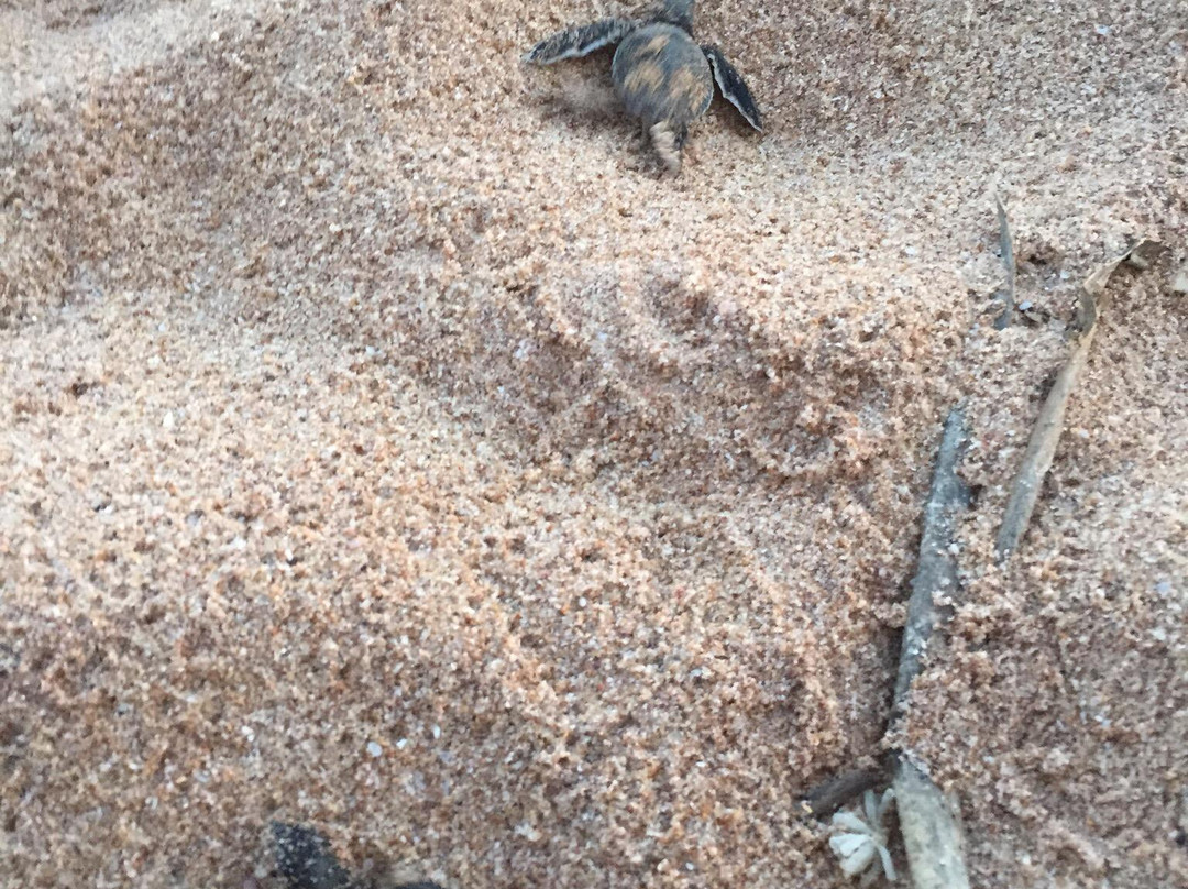 Turtle Conservation Project Turtle Watch景点图片