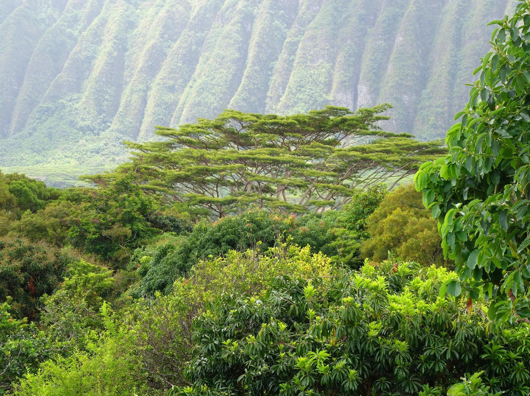Frankie's Nursery-威玛纳诺必去景点