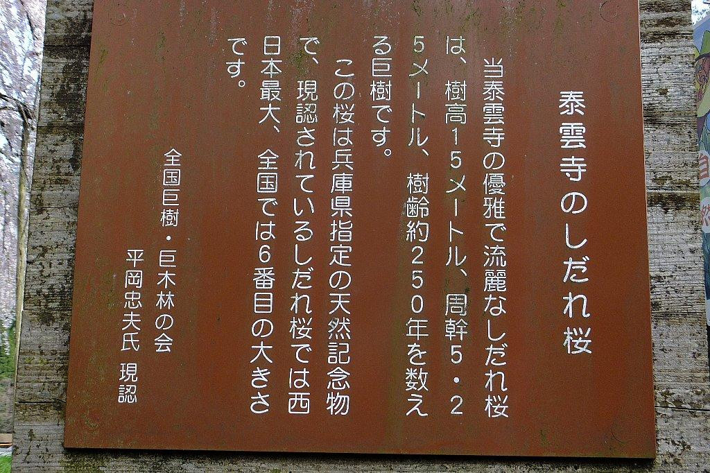 Taiunji Temple's Shidare Cherry Blossom-新温泉町必去景点