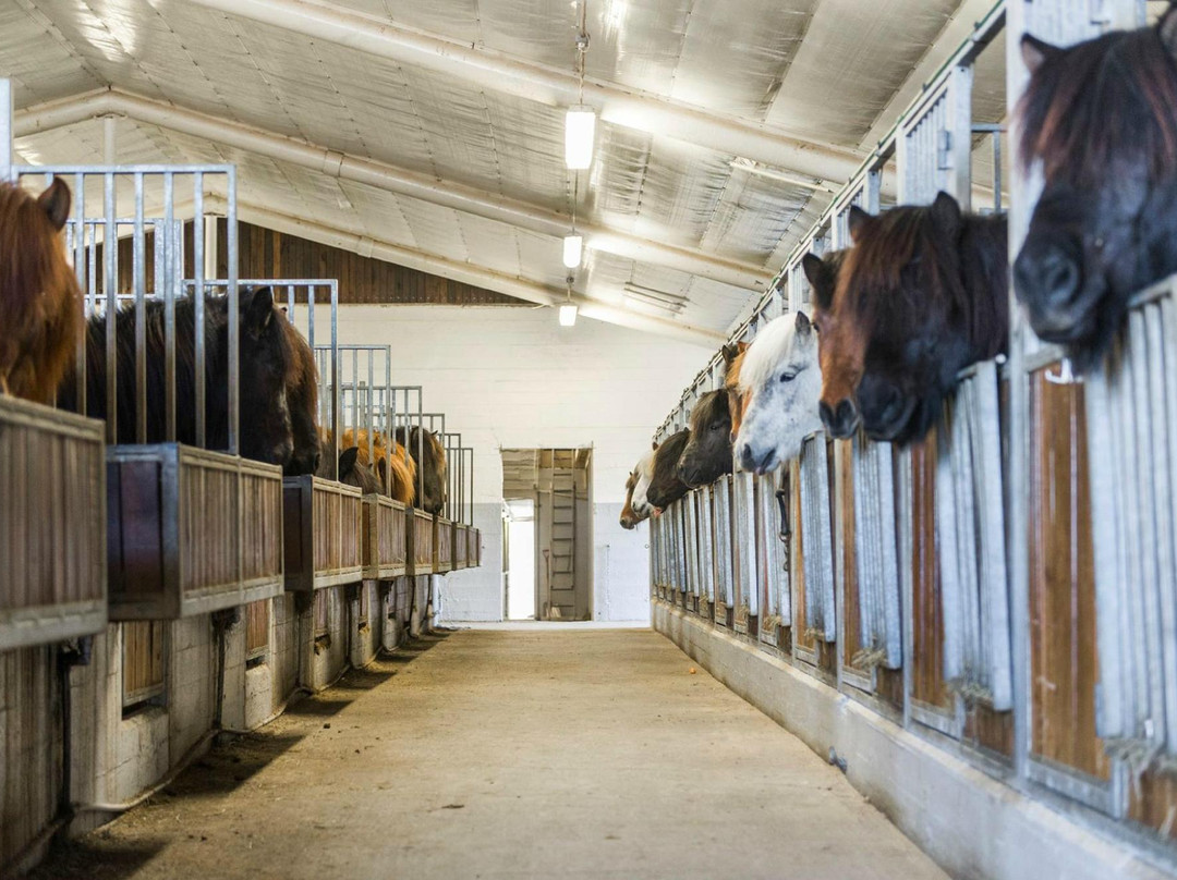 The Icelandic Horse Park Fákasel-Thorlakshofn必去景点