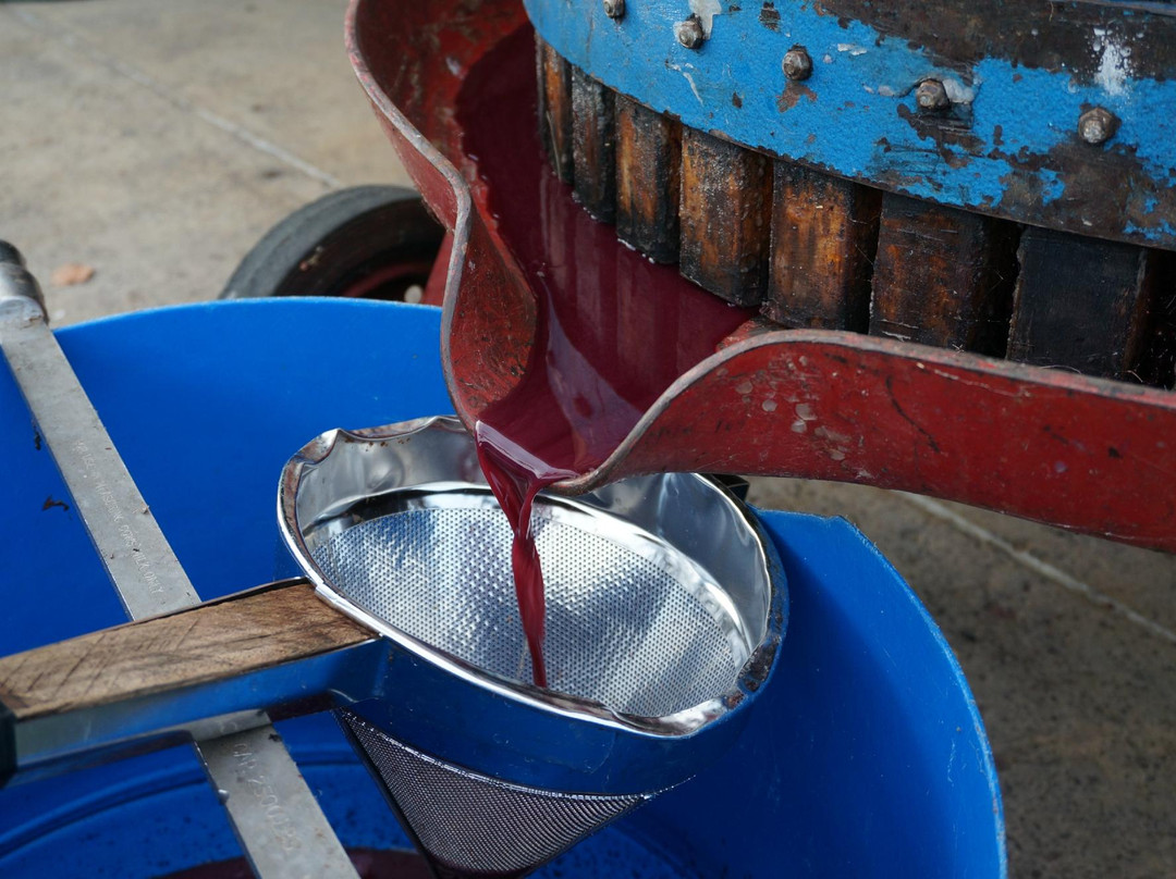 Shedleys-布里奇敦必去景点