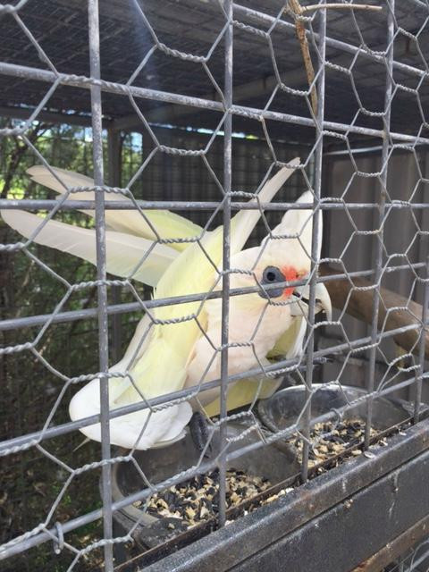 Esperance Bird and Animal Park景点图片