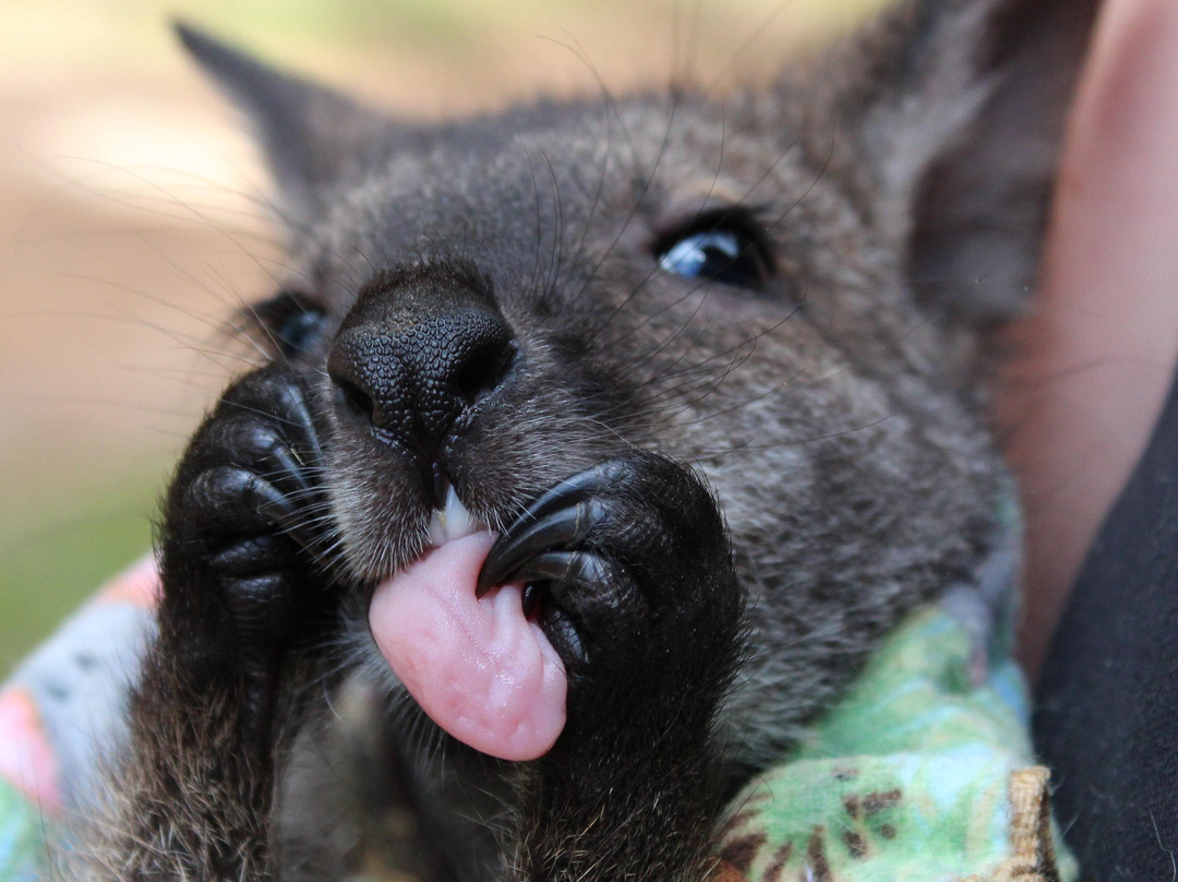 Saunders Country Critters Zoo-North Grenville必去景点
