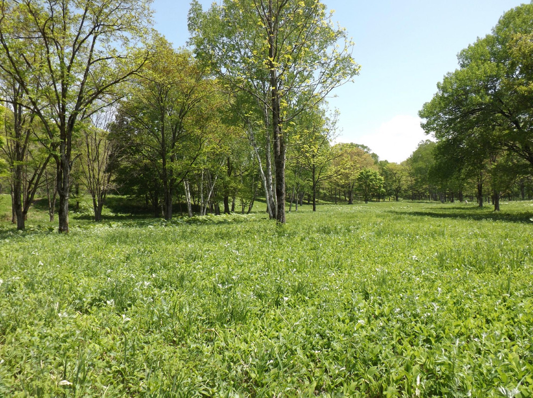 Memu Colony of a Lily of the Valley-平取町必去景点