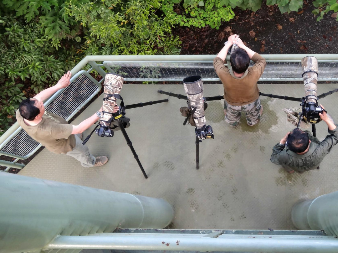 Sandakan Rainforest Discovery Centre (RDC)-山打根必去景点