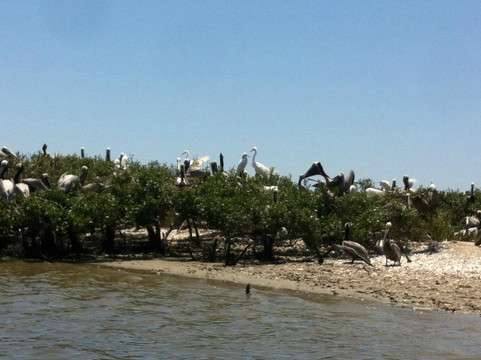 Calypso Kayaking Daytona-新士麦那海滩必去景点