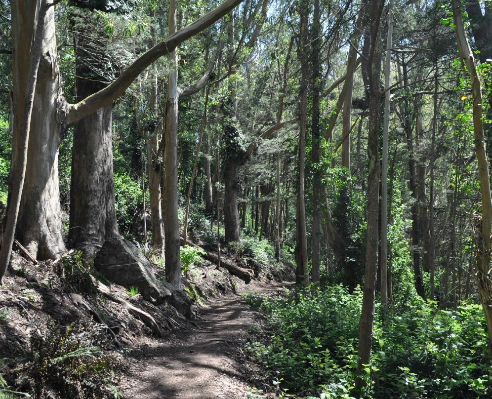 Mount Sutro Forest景点图片